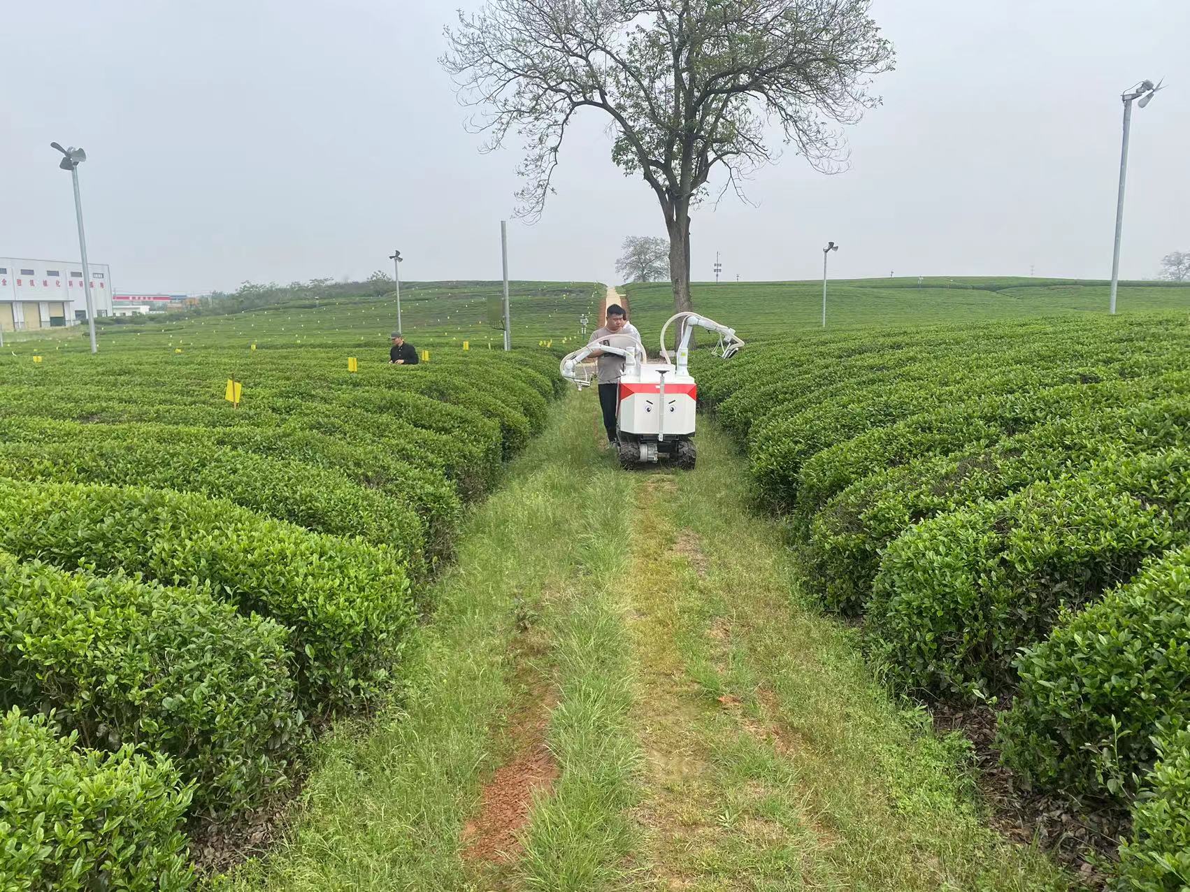 名優(yōu)茶采摘機器人江西基地 (11)